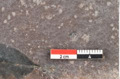 Foto (Detailsansicht) von Quercus palaeoilex Ettingshausen (NHMW-GEO-2024-0188-0780)